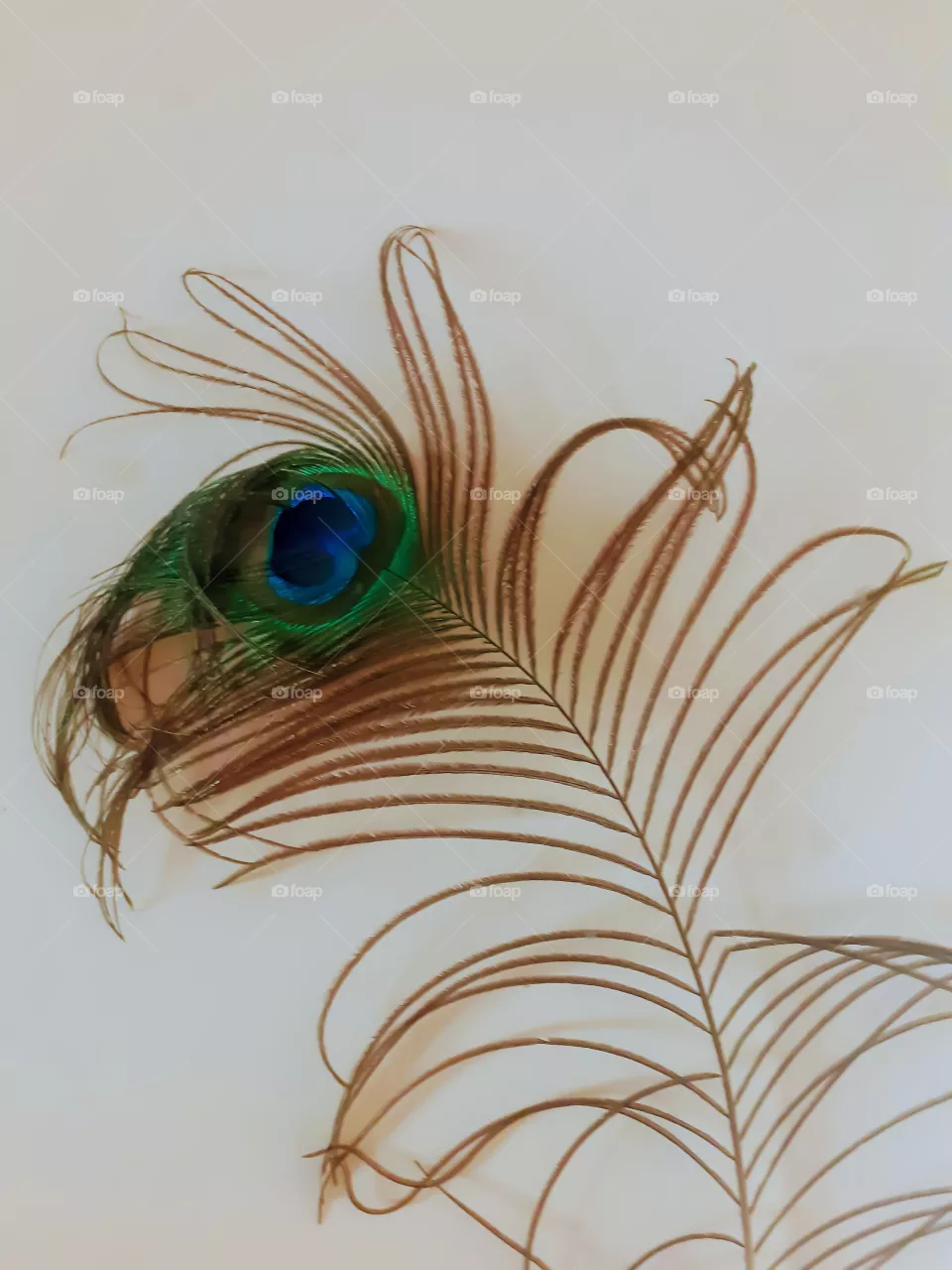 Peacock feather. vadodara gujarat india