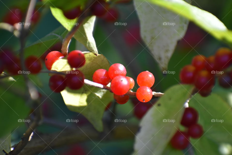 red berries