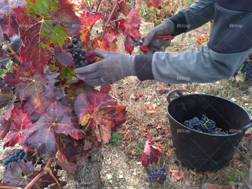 Manos cortando los racimos de uva para la vendimia