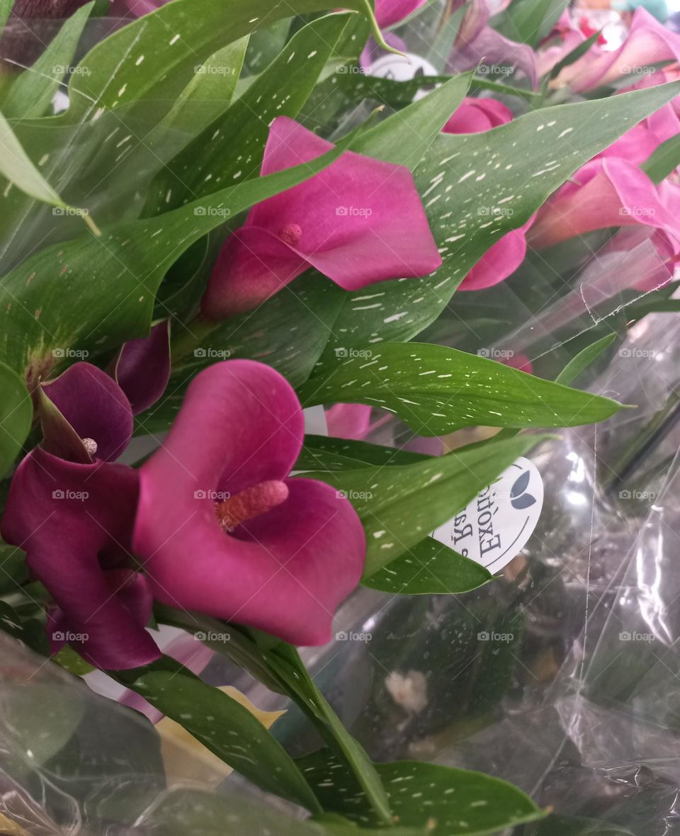 Calla  ou Zantedeschia: admiração,  elegância  e dignidade. As flores, costumam furar de 30 a 40 dias e, podem aparecer mais de uma vez no ano, se a planta for cultivada em solo fértil e, com condições  adequadas a ela.