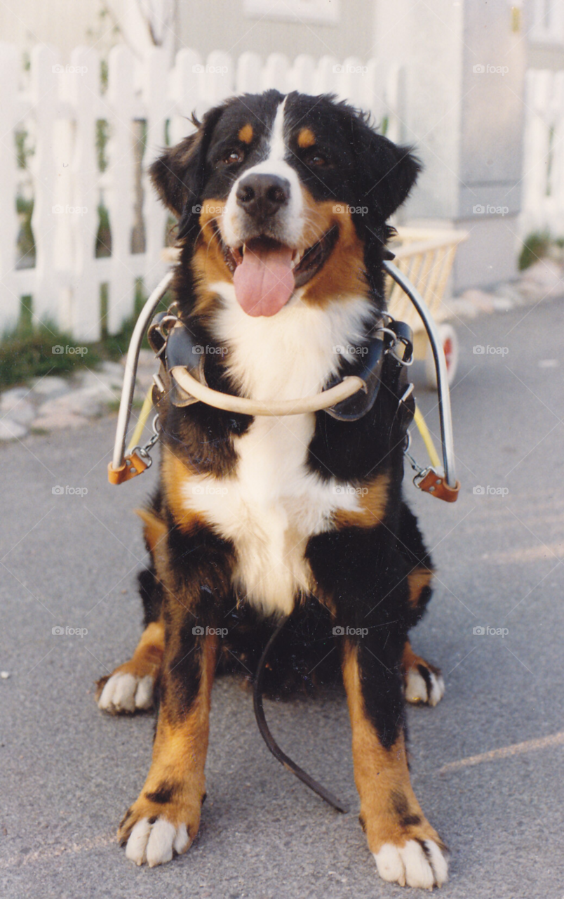 dog animal pet wagon by MagnusPm