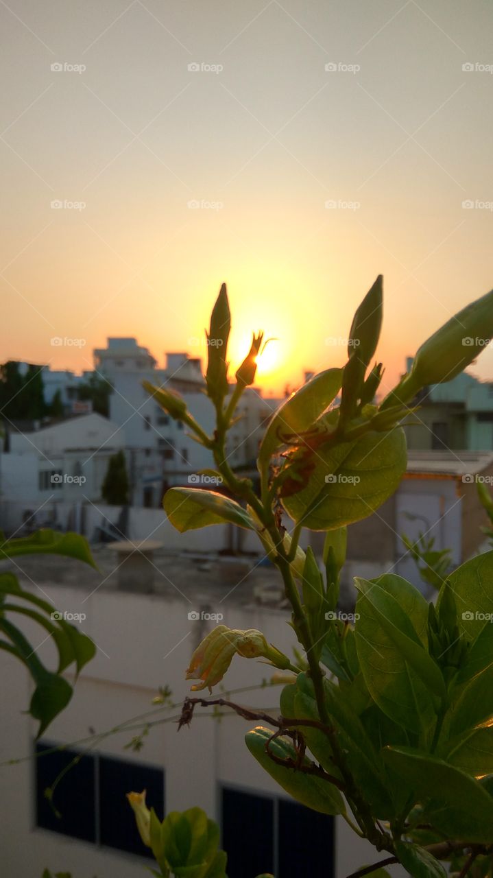 lovely sunset between plant