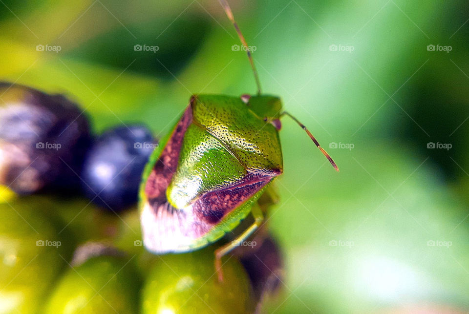 Wildlife photography and macro photography