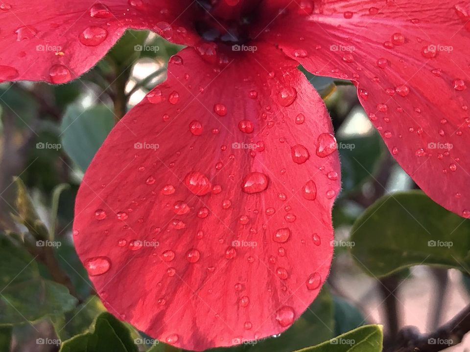 Beautiful red flower 