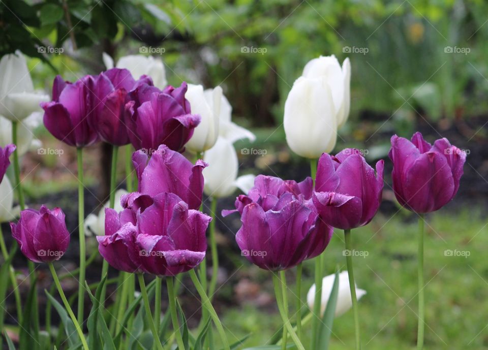 Purple and white tulips among grasses in May 