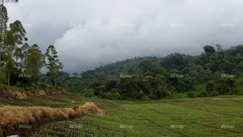 dry grass.green grassland  mountain and hill