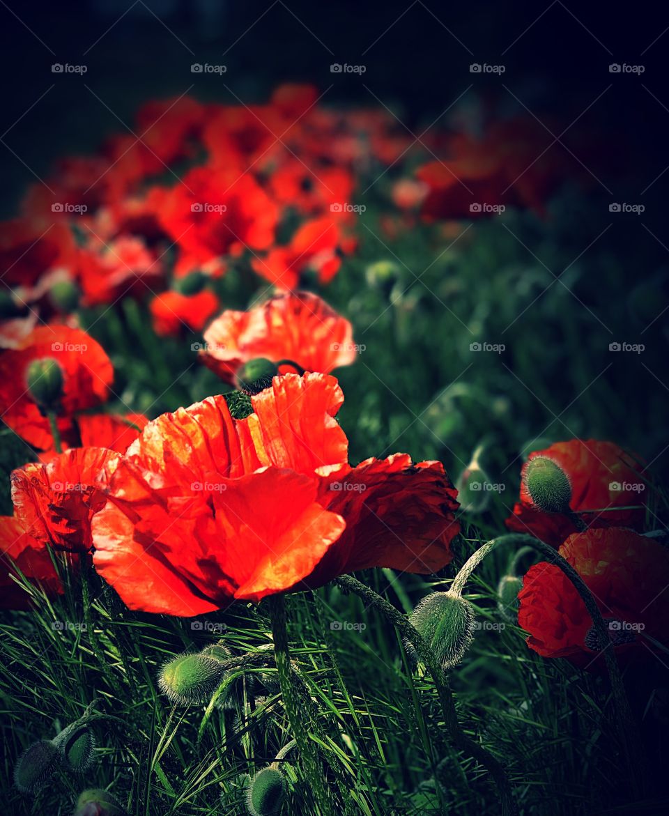 Poppies