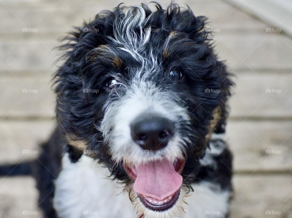 Happy Bernedoodle puppy at three months.