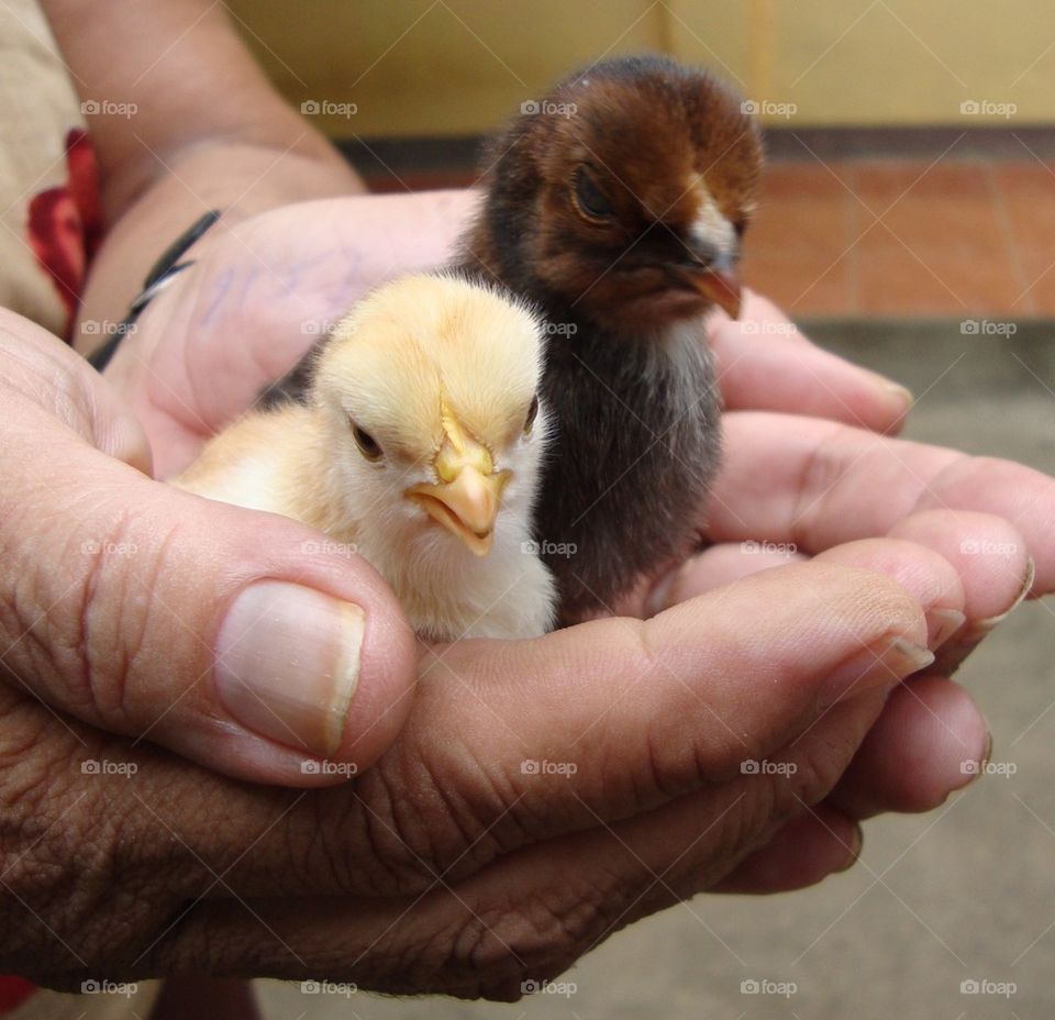 Little Easter Chicks