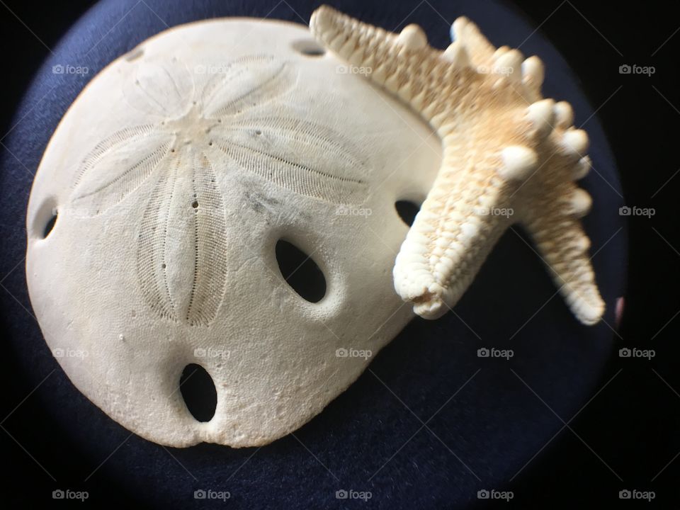 Fisheye sand dollar and starfish 