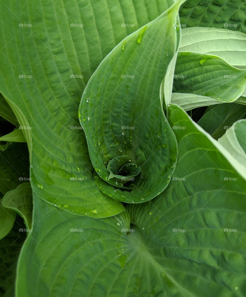 New hosta