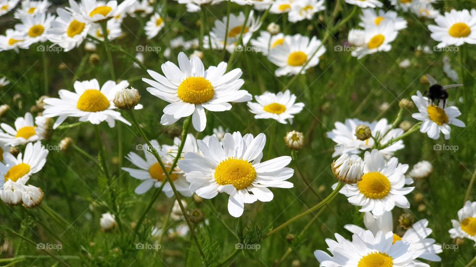 Daisy summer flowers on a beautiful sunny day. Sommarblommor prästkrage på äng solig sommardag 
