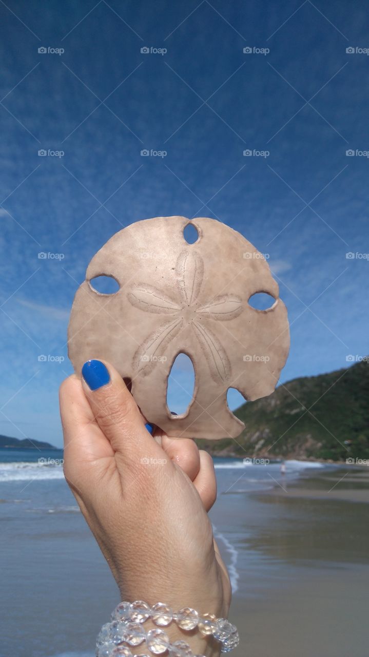 The "sea wafer" is rare, found where the waters of the sea are pure, crystalline.
Florianópolis,  SC, Brasil.