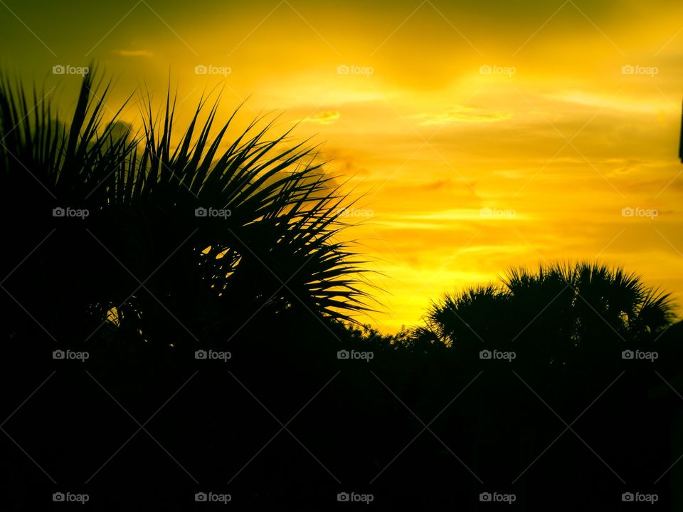 Yellow Sunset Palm Tree In The Frame