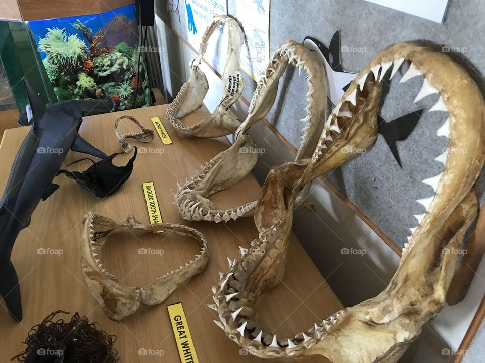 Assorted shark jaws