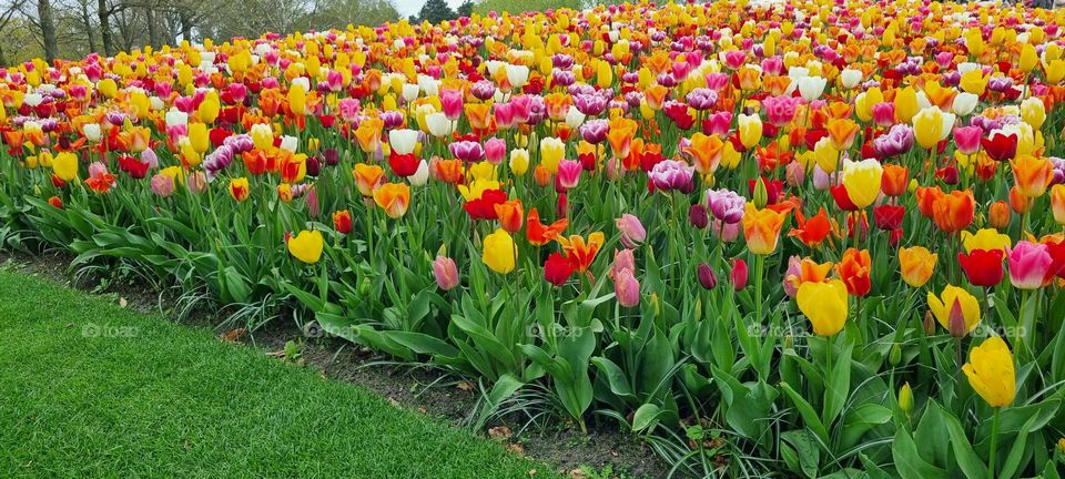 Colourful Spring Tulips 🌷