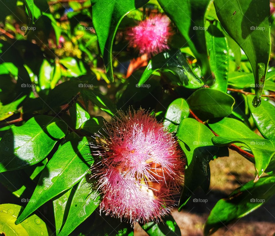eucalyptus blossom