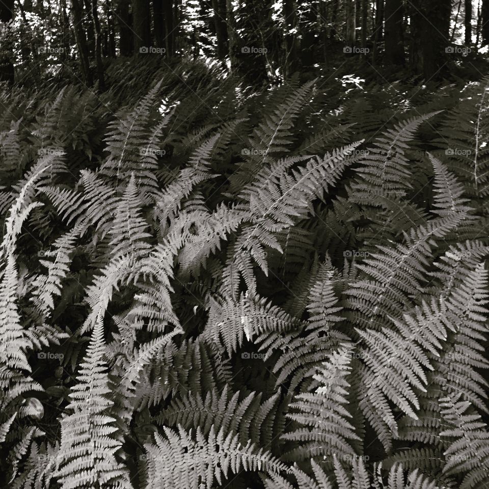 Ferns 