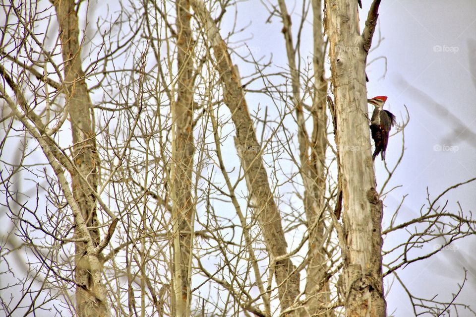 Pilated woodpecker 