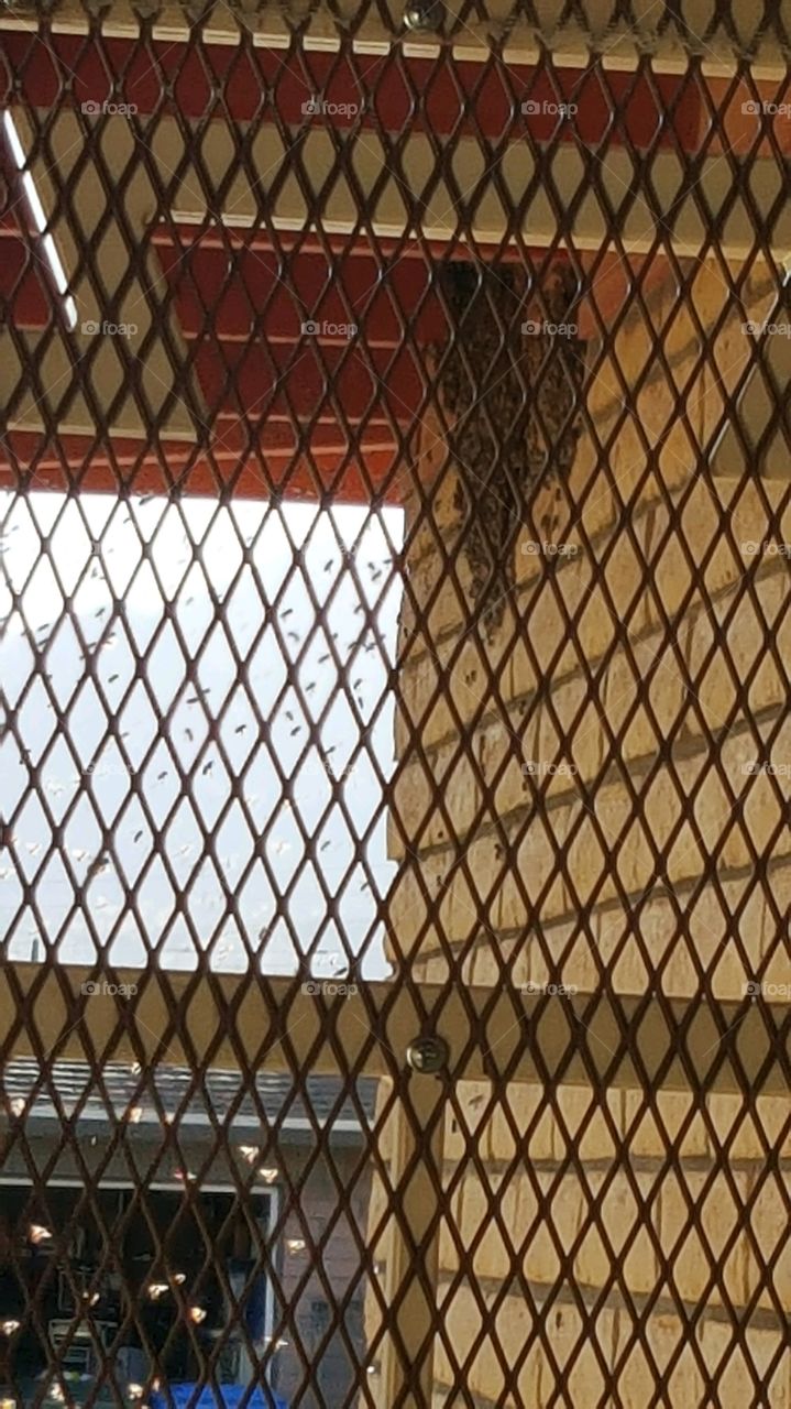 killer bee hive in Southeen AZ