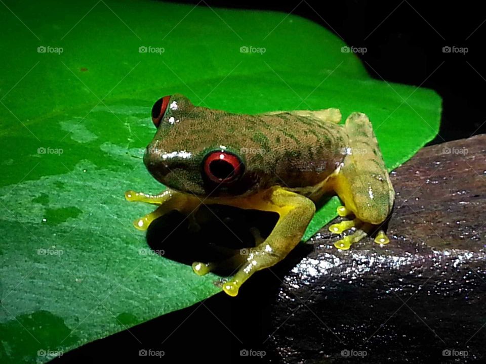tree frog