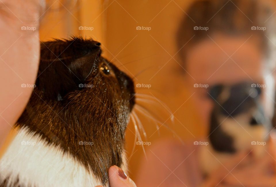 Guinea pig pet beautiful portrait home and girl, love pet