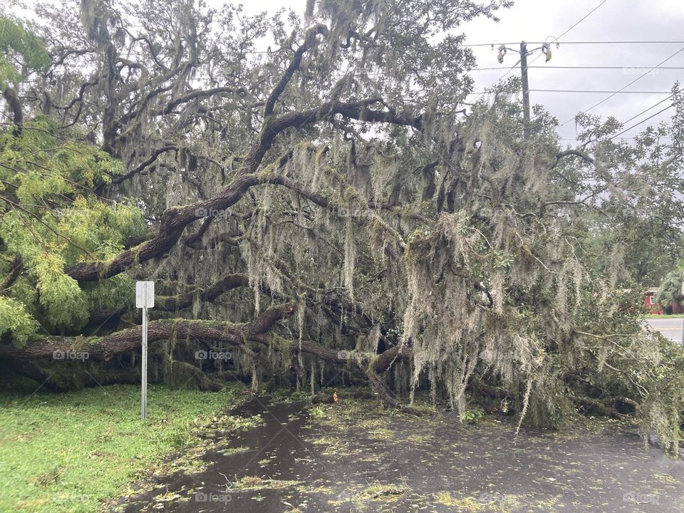 Down tree from Hurricane Milton