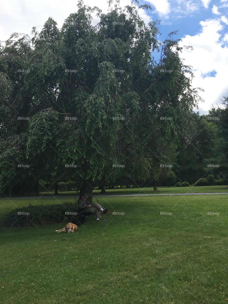 Man under a tree with his dogs 
