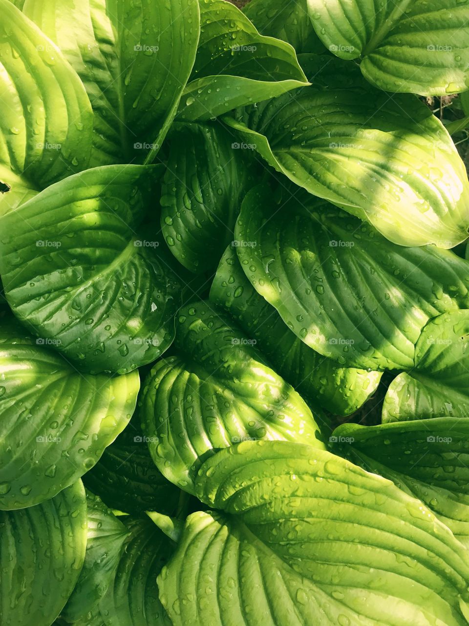 Green plants background. Green leaves