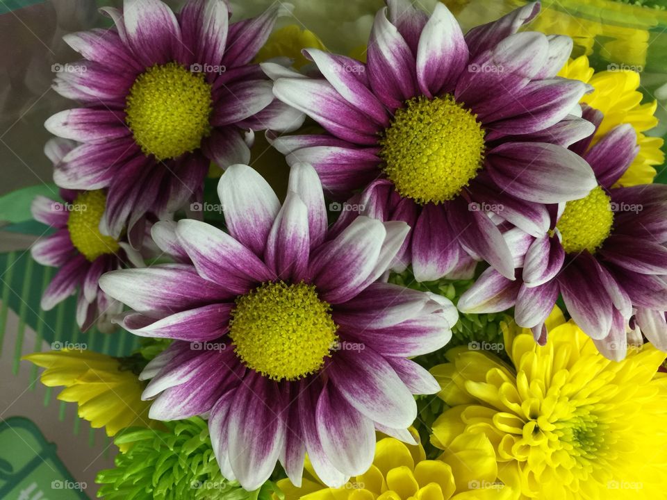 Gerbera daisies with variegated purple and white petals and a detailed yellow stamen ball in the center. There are yellow dahlias and green spider mums in the background. 