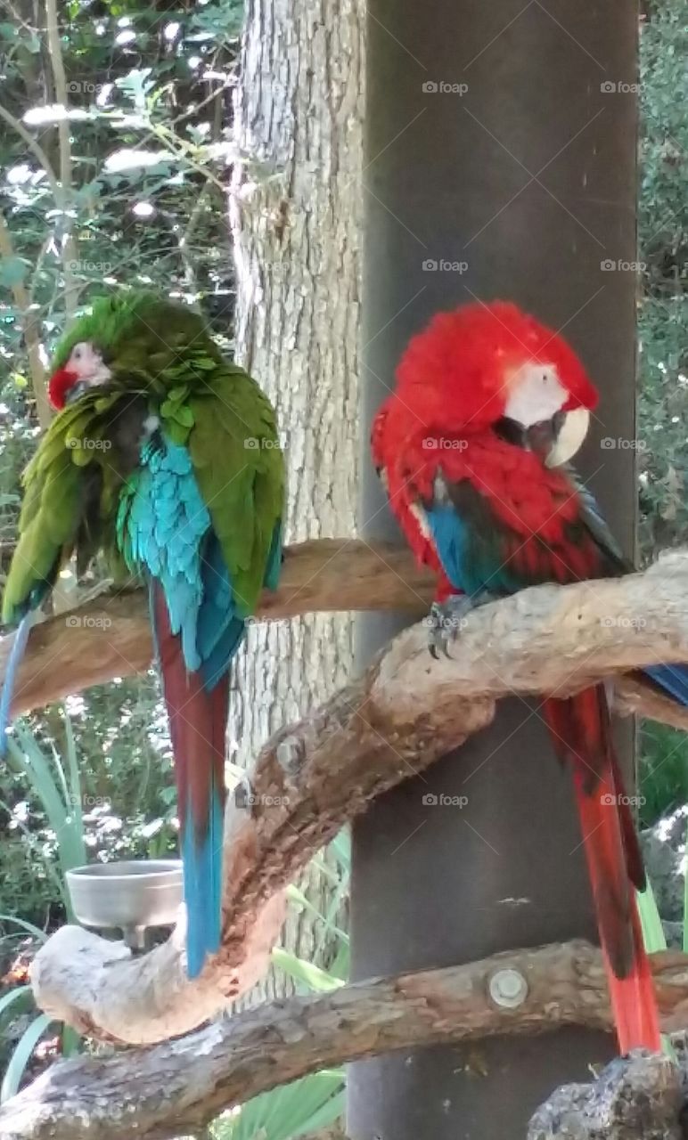 parrots. zoo day