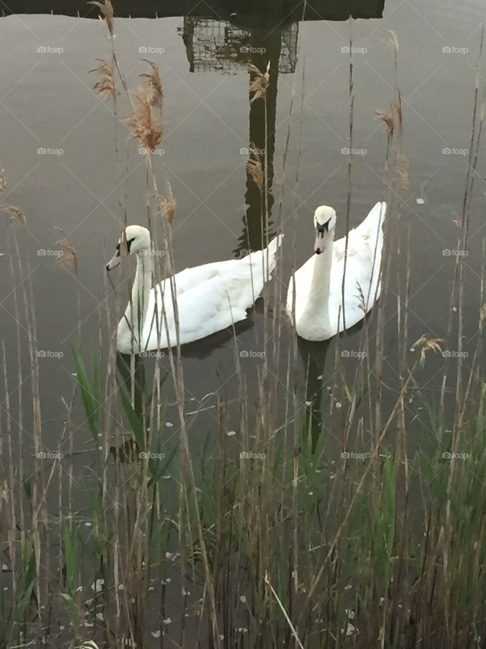 Swans