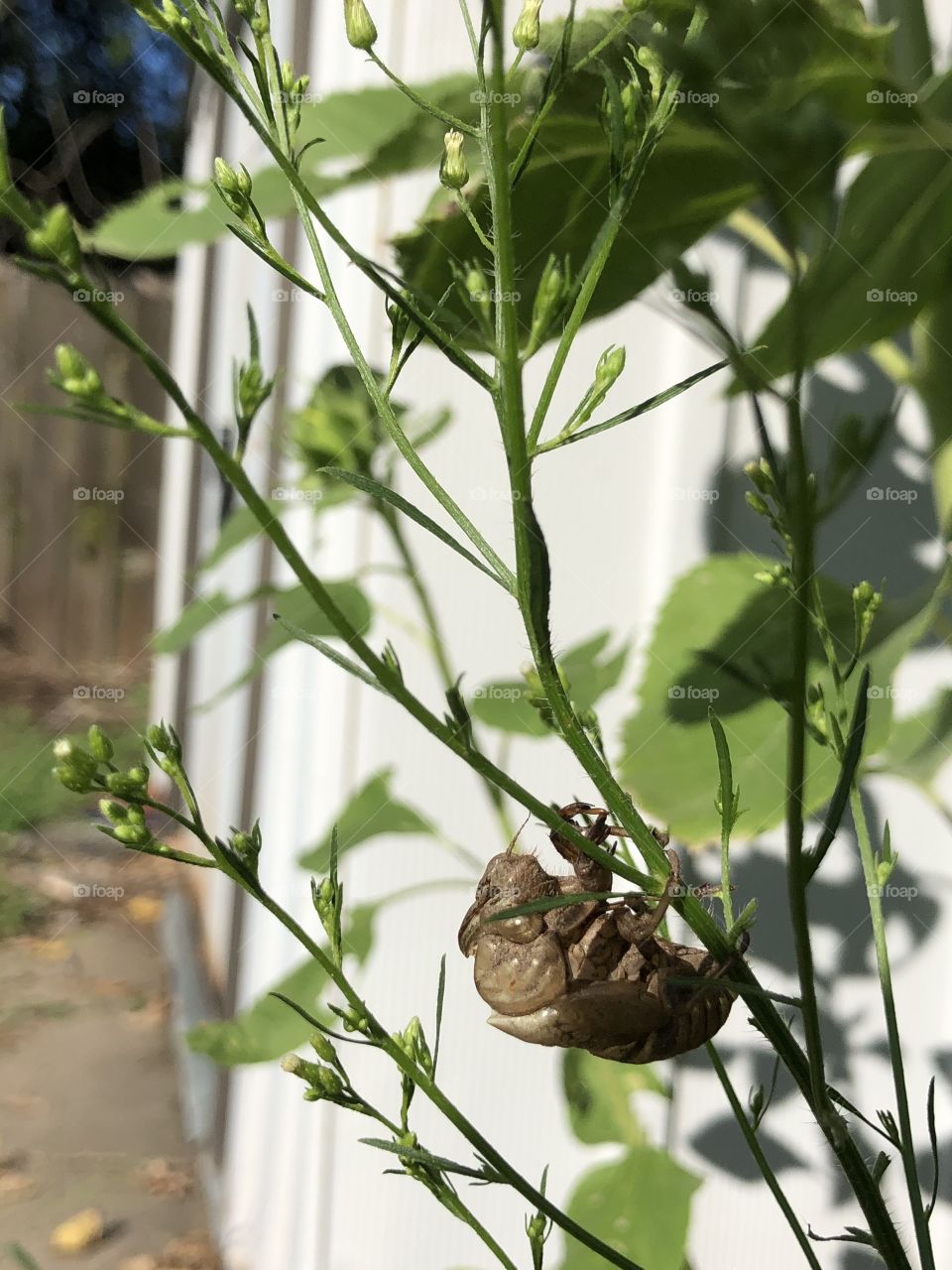 Cicada shell on plant