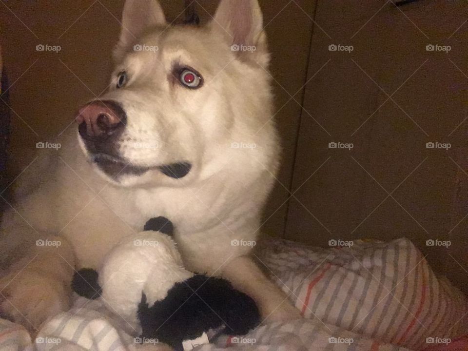 Dog, One, Portrait, Mammal, Canine