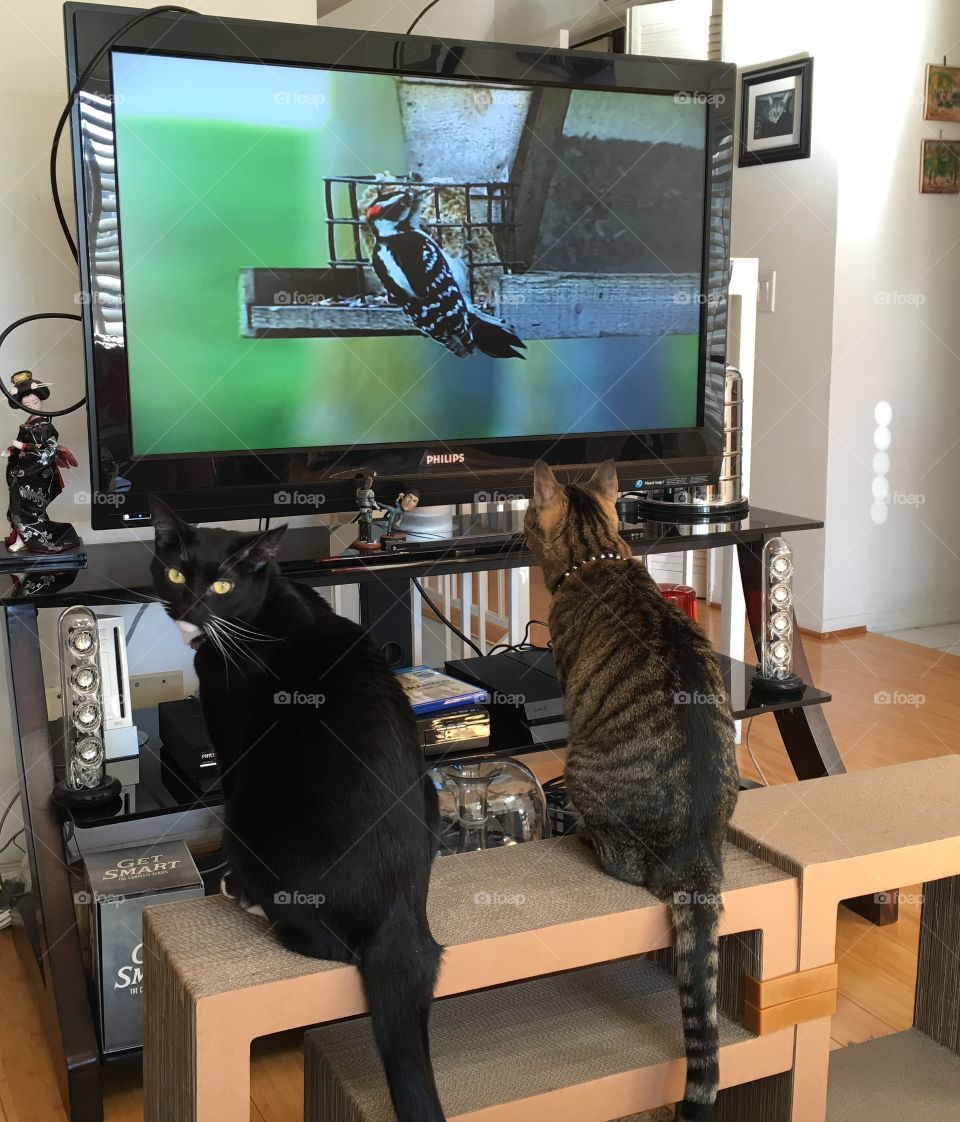 Cats Watching TV