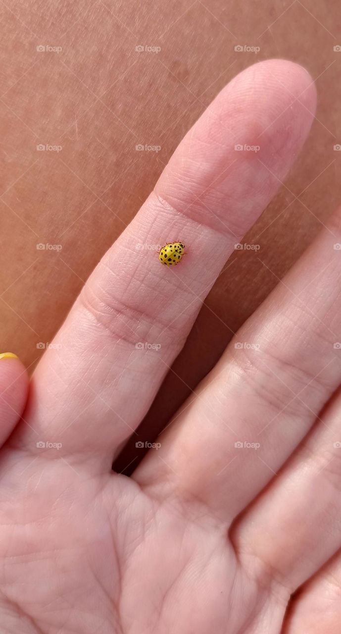 yellow ladybug in the female hand fingers