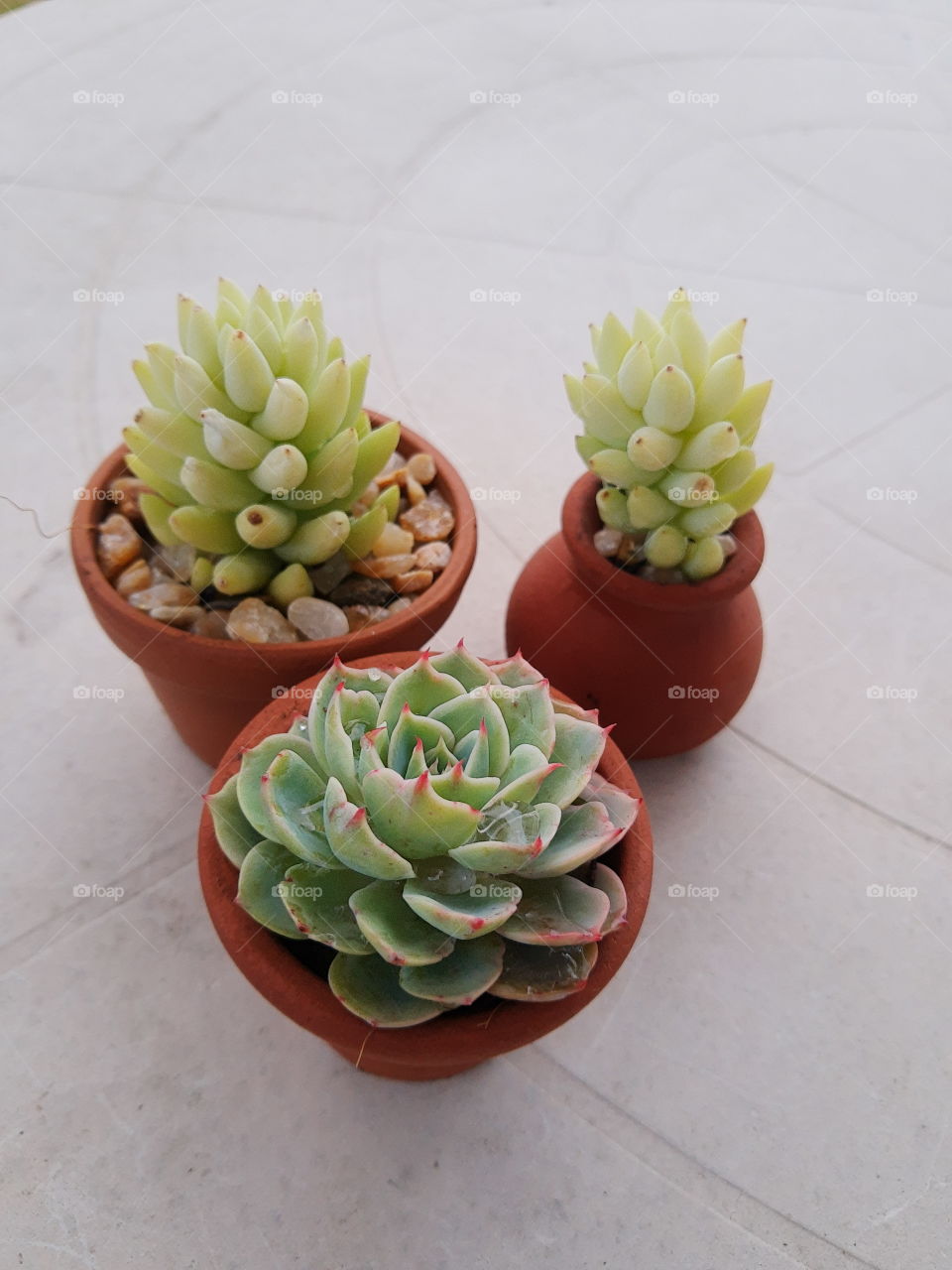 beautiful succulents
