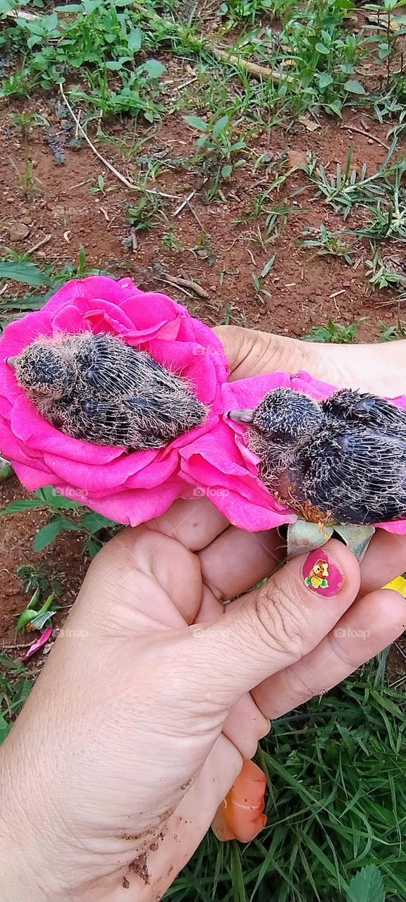 little bird in the colorful nest cute