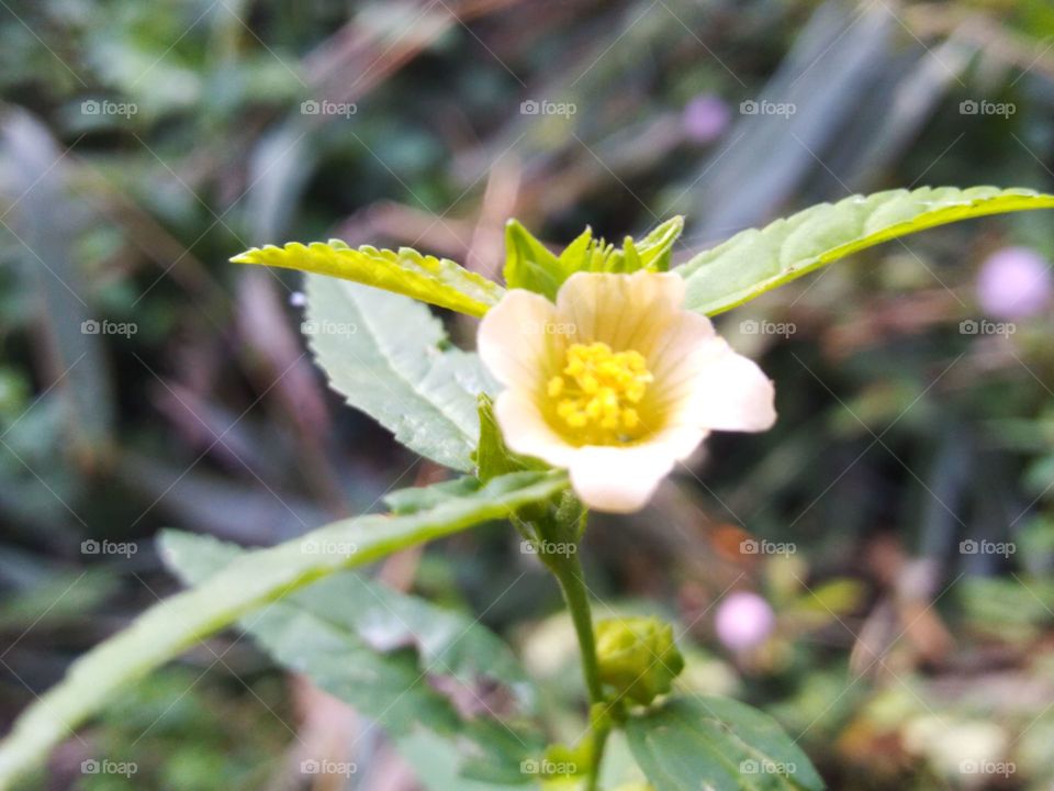 this species of plant flowers in the mallow family and is yellow in color