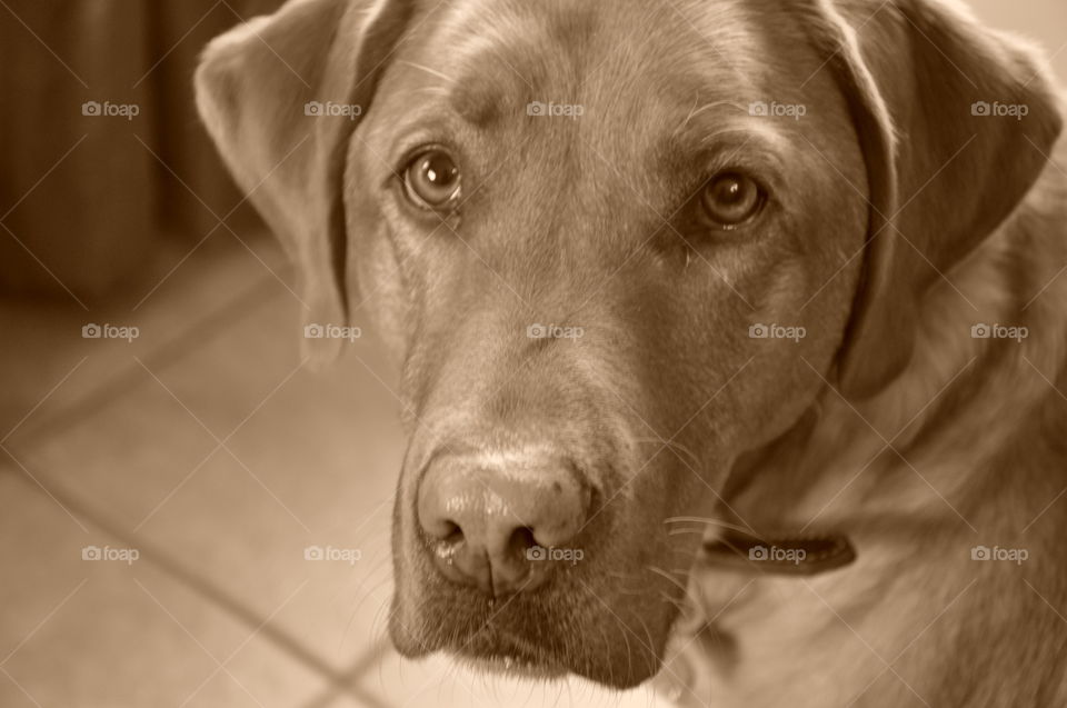 Labrador portrait in sepia tone