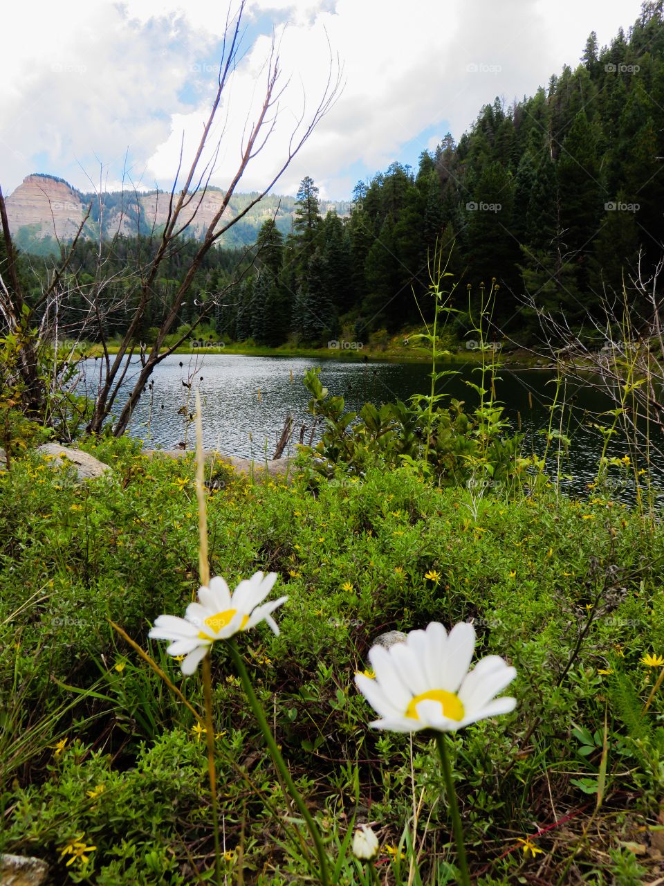 Daisy lakeside