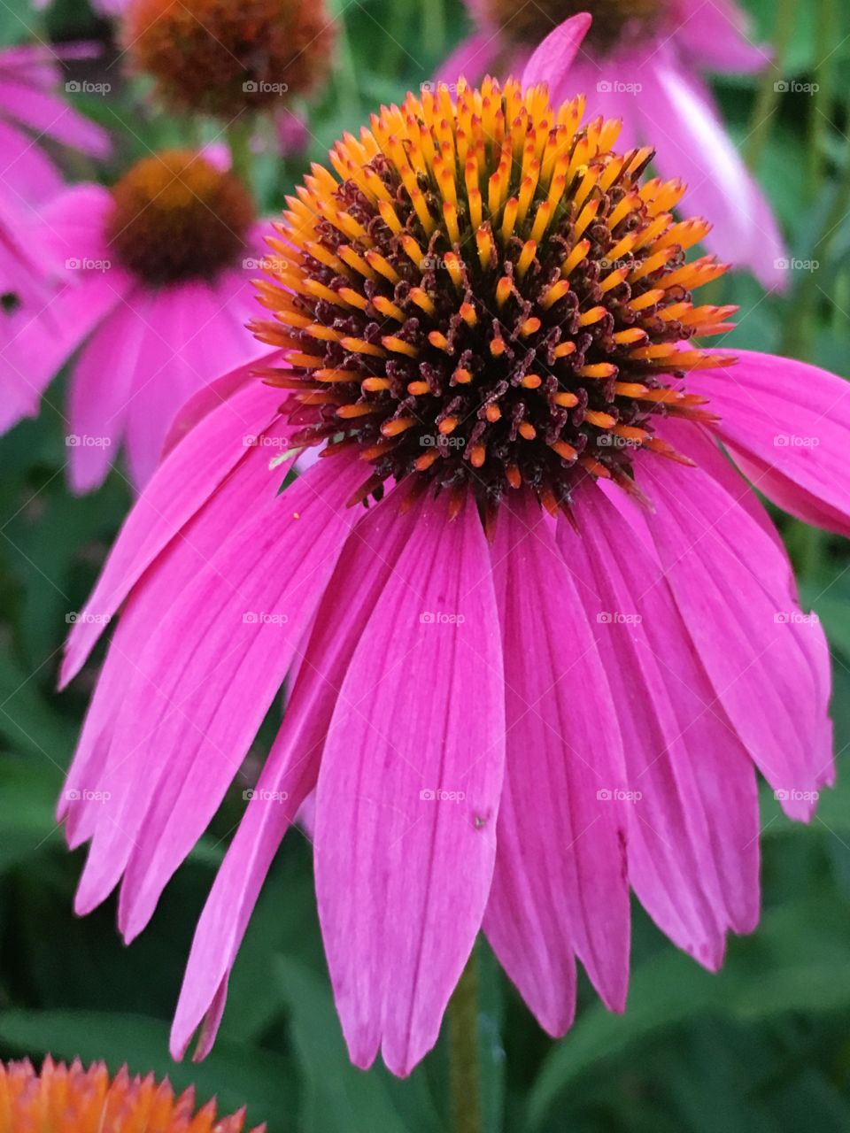 Bright Pink Coneflowers, also Known as Echinacea Flowers, Blooming in Summer. 