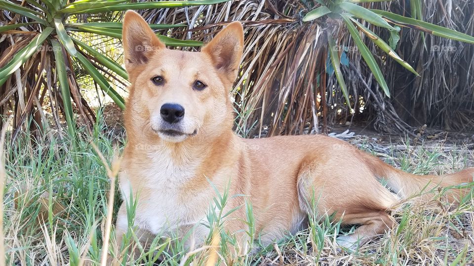 Bella shiba inu Sheltie mix