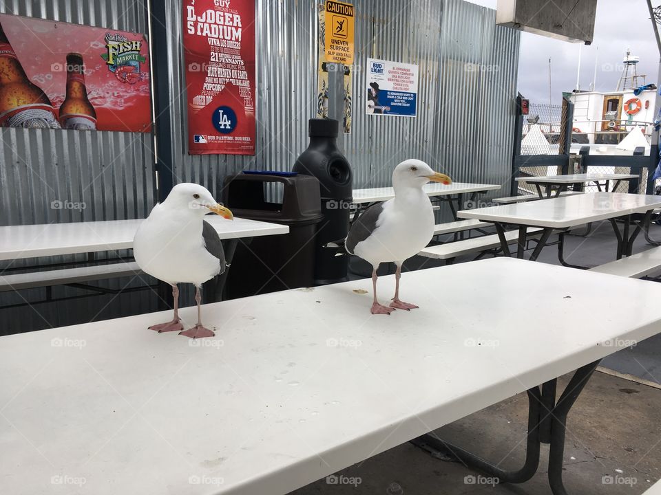 Sharing Lunch with Seagulls in San Pedro, California 