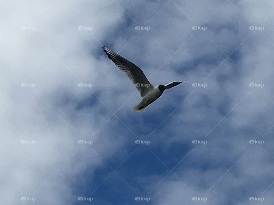 Seagull