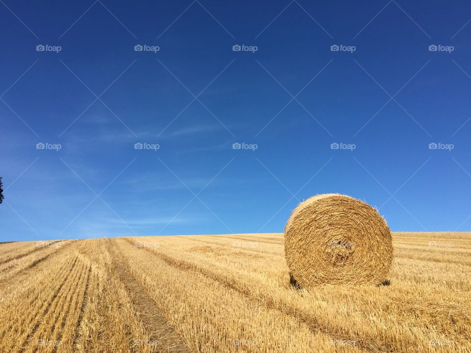Wheat, Straw, Hay, Dry, Cereal