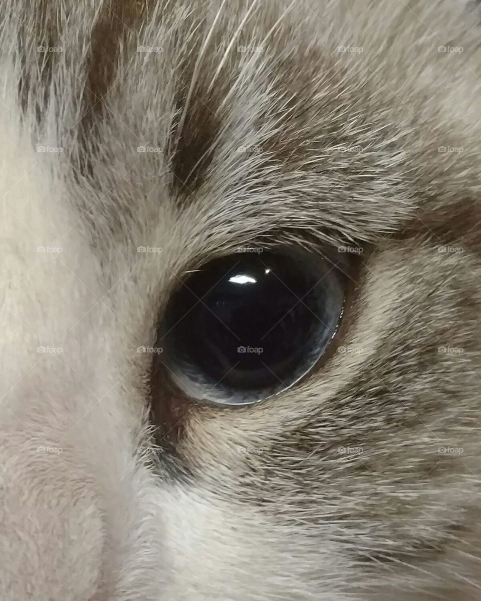 Blue cat eye