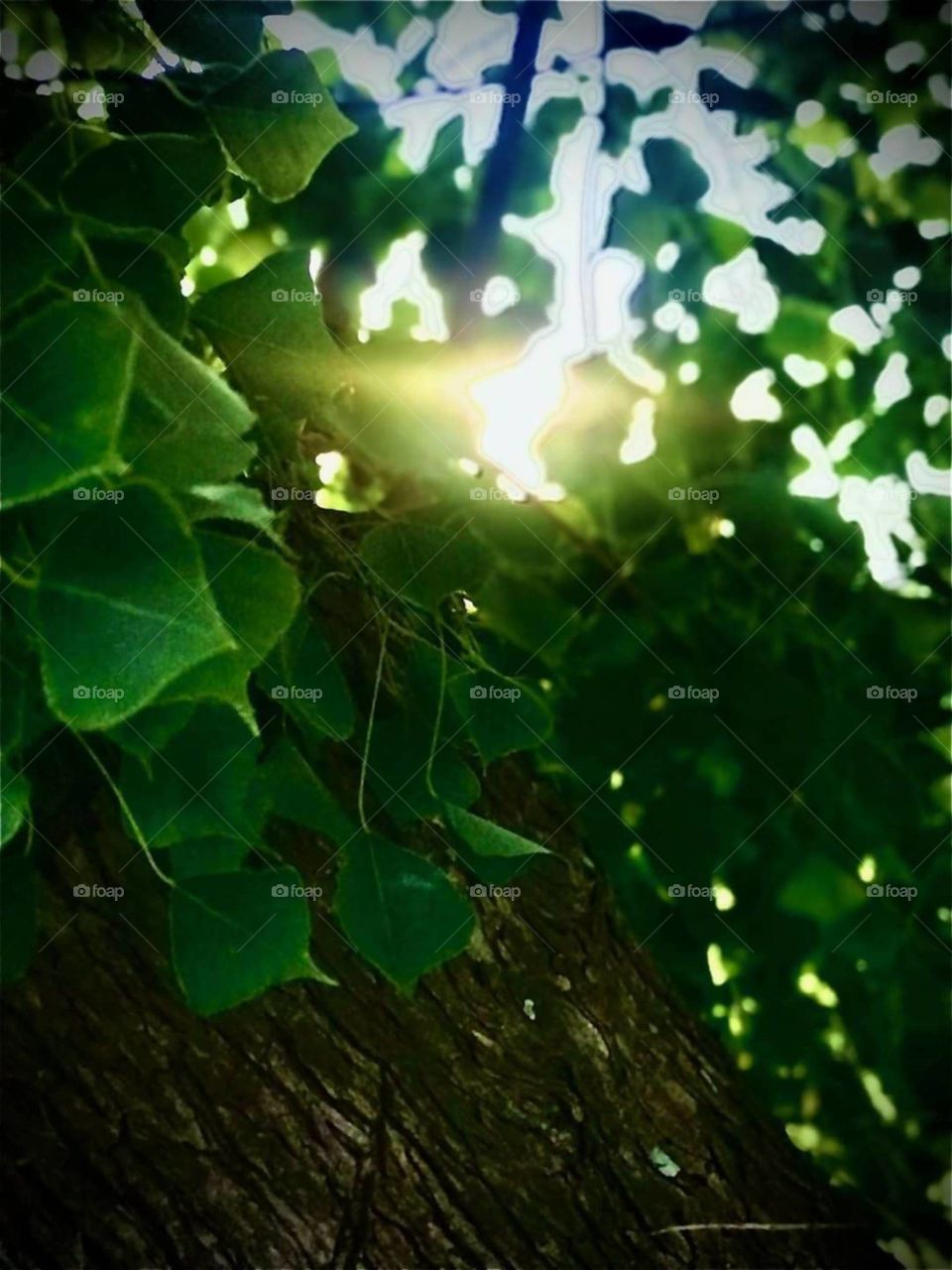 the green color story