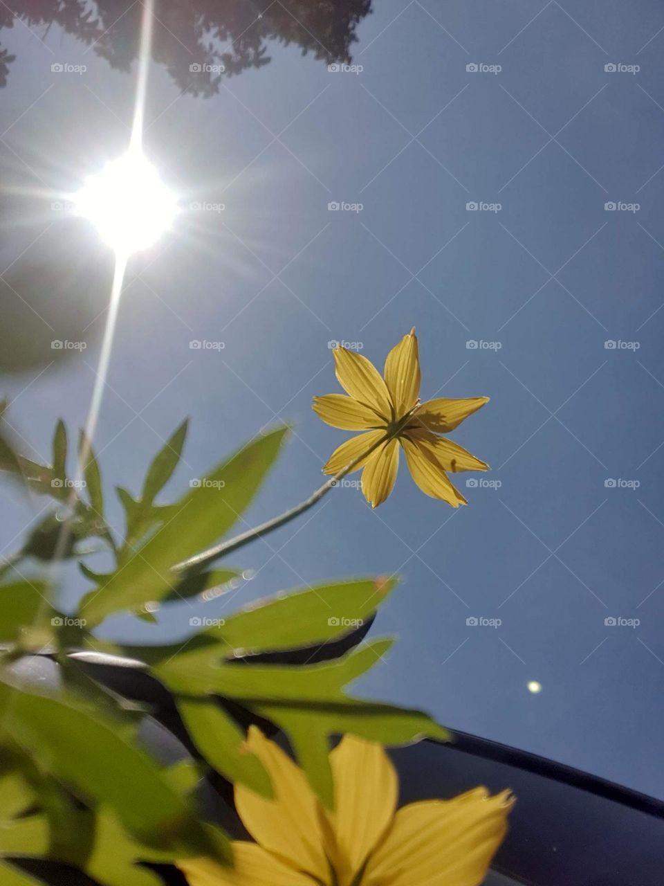 spring, wild flowers beautiful colors, wallpaper, natural, yellow