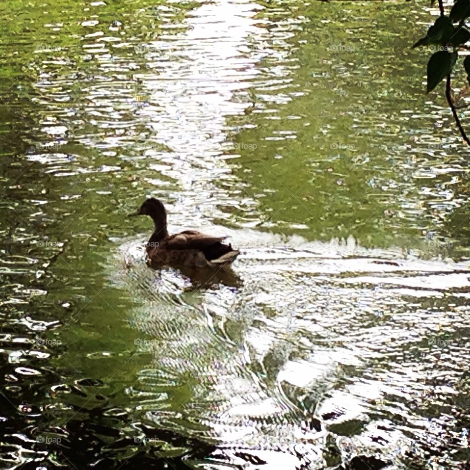 A Duck Swimming on the Water